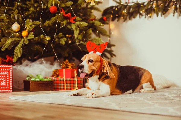 Niedlicher Beagle-Hund posiert als Rentier neben einem Weihnachtsbaum — Stockfoto