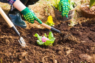 Yakından bakan kadınların elleri, çiçeğin etrafındaki toprağı gevşetiyor.
