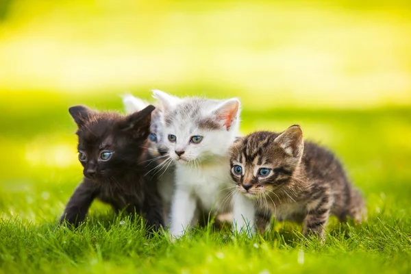 Retrato de cerca de tres gatitos — Foto de Stock