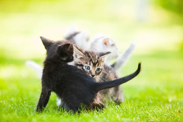 Três gatinhos adoráveis brincando na grama — Fotografia de Stock