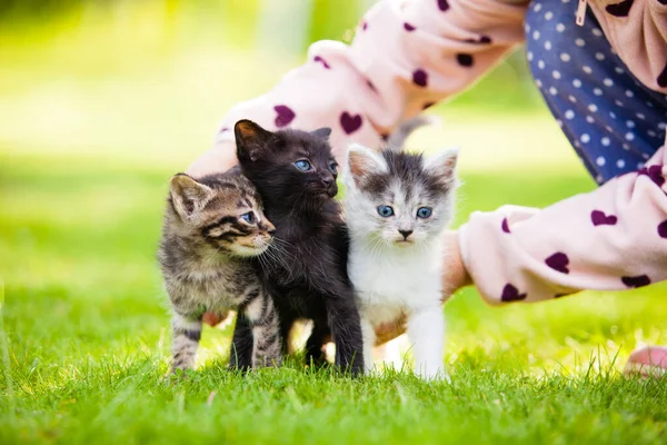 Kız çayırda oturan üç yavru kediyi tutuyor. — Stok fotoğraf