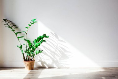 Duvarda yeşil zamioculcas çalısı gölgesi.
