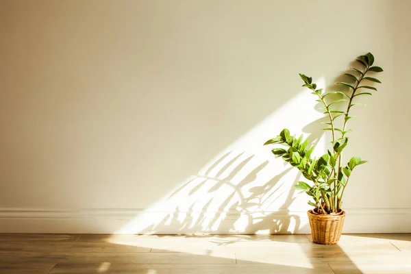 Zamioculcas keř rostlina v interiéru obývacího pokoje — Stock fotografie