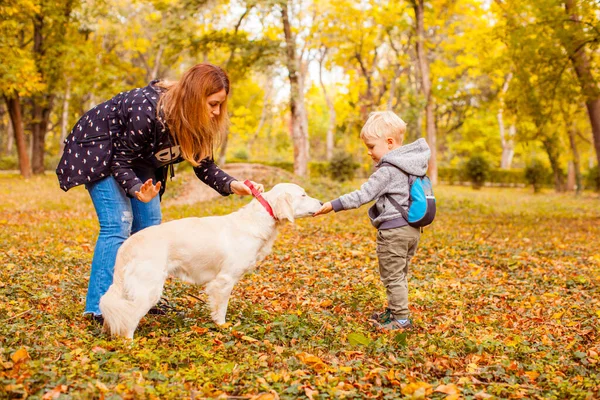 Mother and son training gold retriever at autumn forest — Stock Photo, Image