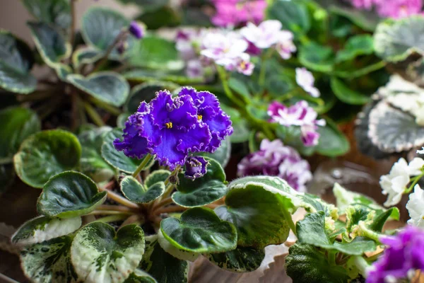As belas violetas diferentes cultivadas para venda — Fotografia de Stock