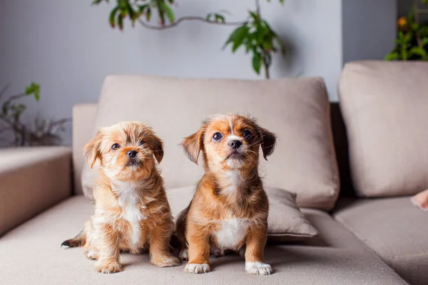 Los cachorros de Pekín miran hacia otro lado —  Fotos de Stock