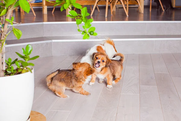 Дружба красивых пекинских собак в помещении — стоковое фото