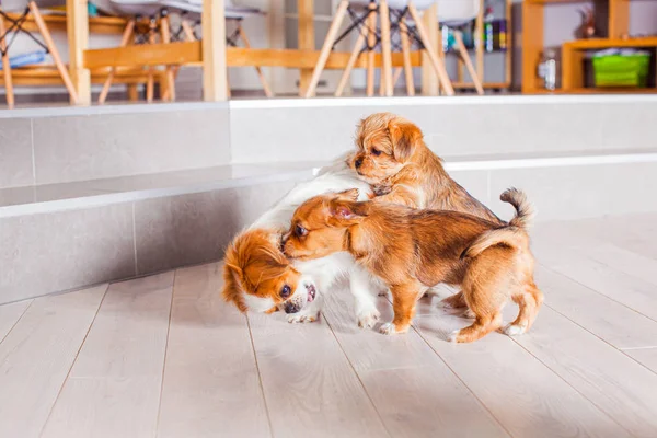 Los lindos perros pekineses juegan divertido en casa —  Fotos de Stock