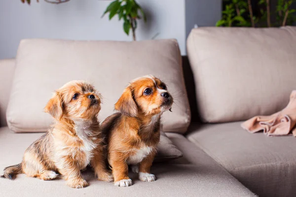 Los cachorros de Pekín miran hacia otro lado —  Fotos de Stock