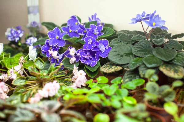 Hobby para crescer violetas bonitas em casa — Fotografia de Stock