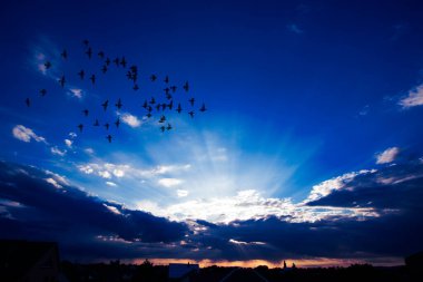Gün batımında bulutlu hava ve uçuşan kuşlar