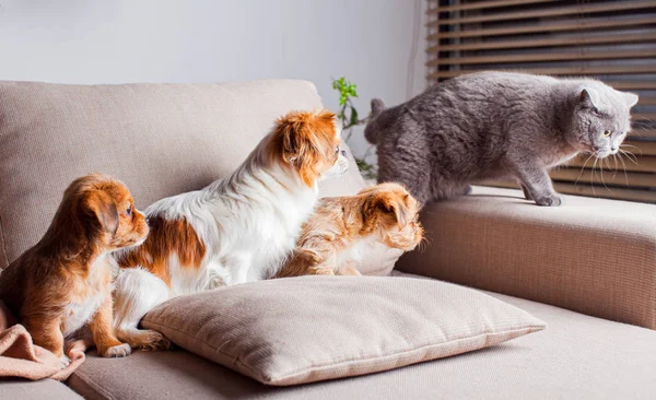 Retrato de mascotas están aprendiendo a vivir juntos —  Fotos de Stock