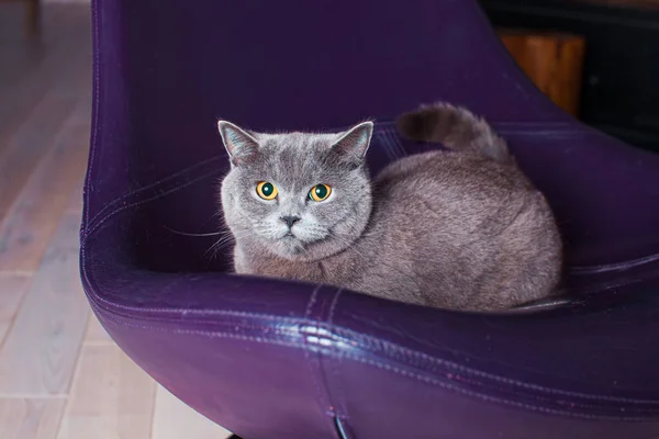 Portrait of the Scottish straight cat with a glance