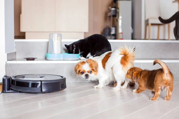 Perros y gatos jugando juntos en casa mientras la aspiradora robótica limpia la habitación —  Fotos de Stock