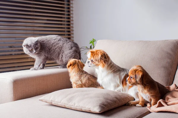 Comunicar gato hetero escocés con perros pekineses —  Fotos de Stock