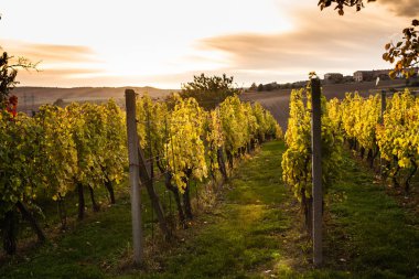 Vineyard on the hill and sky with sunset