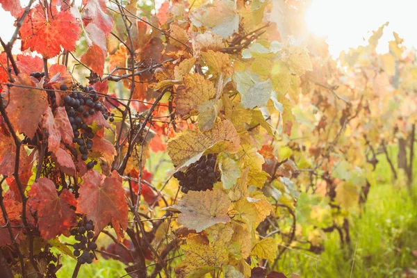 Vino rosso da vicino sul cespuglio — Foto Stock