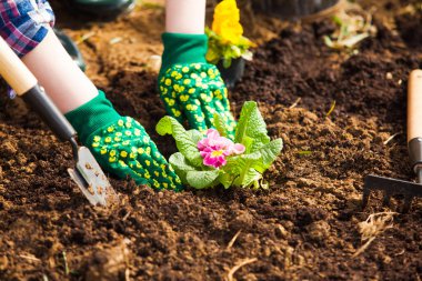 Macro of womans hands planting blooming primrose
