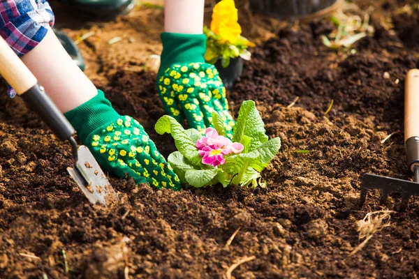 Macro van vrouwen handen planten bloeiende primrose — Stockfoto