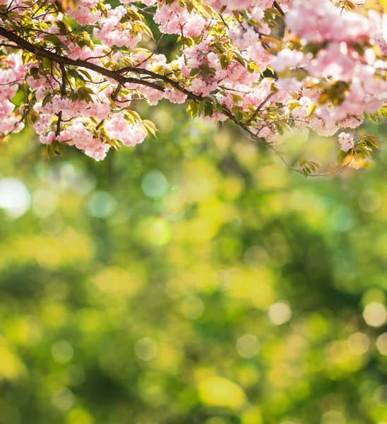 Ροζ λουλούδια sakura με πράσινα δέντρα σε φόντο, κοκκινισμένα — Φωτογραφία Αρχείου