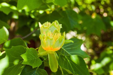 Beautiful flower of tulip tree Liriodendron on a branch.