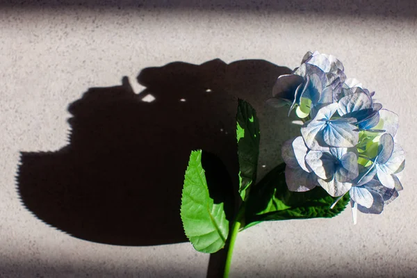 Hortensia fleur sous le soleil et l'ombre du crâne — Photo