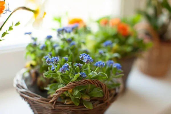 Teneri fiori blu non dimenticarmi in un cesto . — Foto Stock