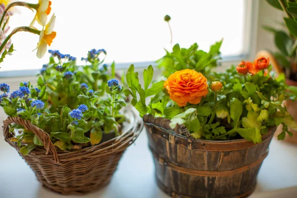 Spring flowers on windowsill. Tender blue forget-me-not flowers and orange ranunculus in baskets. — Stock Photo, Image