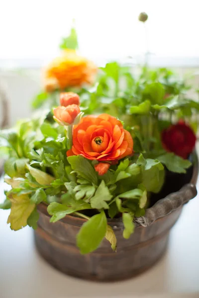 Beautiful orange ranunculus flowers in a pot. Home gardening concept. — ストック写真