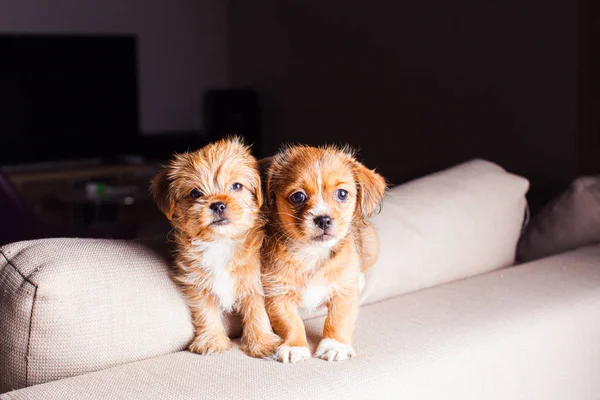 Два маленьких щенка крупным планом на светлом диване — стоковое фото