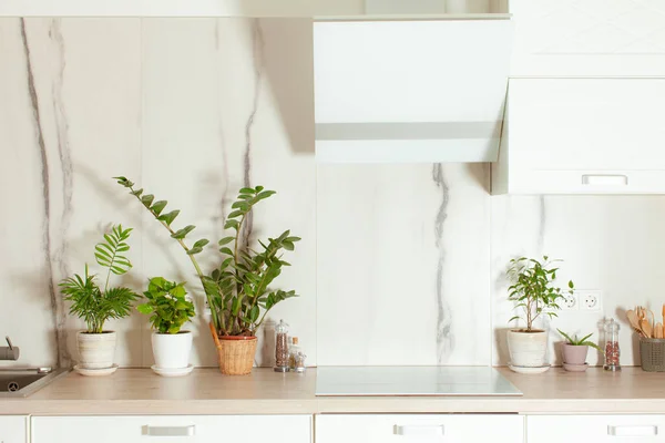 Jardinería en casa. Las plantas verdes en las ollas sobre la mesa de la cocina . — Foto de Stock