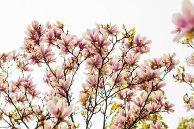 Baharda çiçek açan Magnolia liliflora ağacı