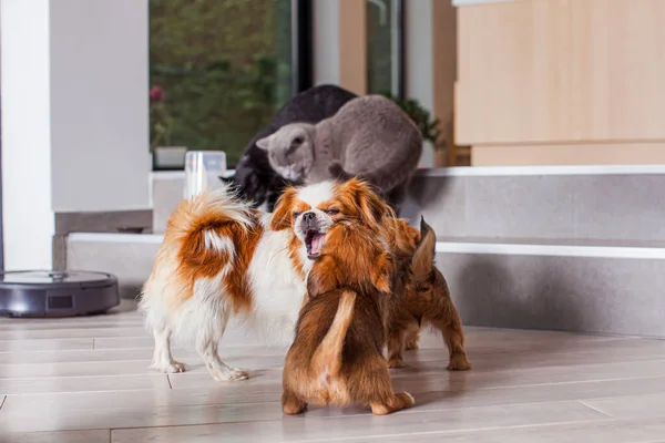 Perros y gatos jugando juntos en casa mientras la aspiradora robótica limpia la habitación —  Fotos de Stock