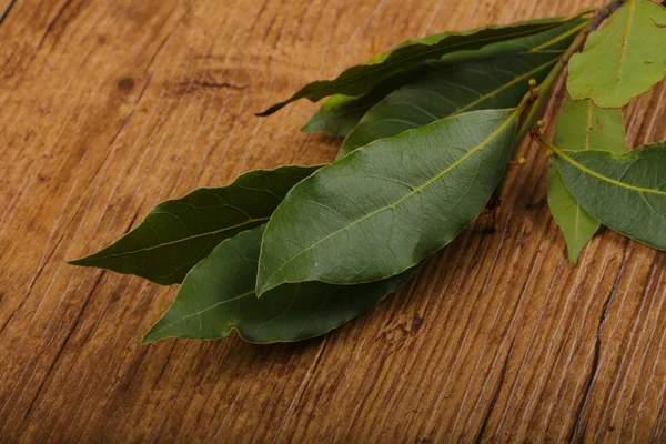 Свіжі лаврового листя — стокове фото