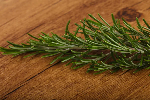 Green Rosemary branch — Stock Photo, Image