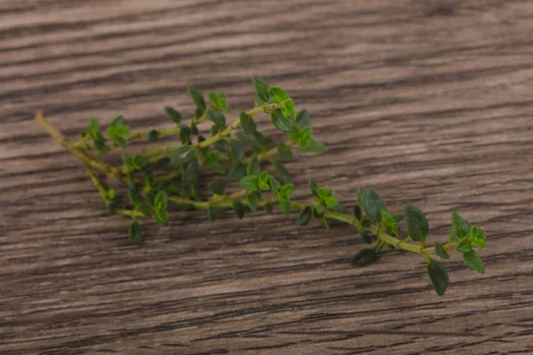 Grüner Thymianzweig — Stockfoto