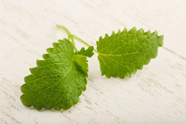 Fresh Melissa leaves — Stock Photo, Image