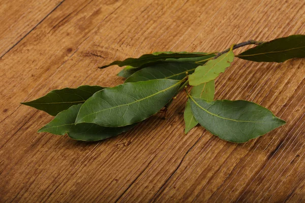 Fresh Laurel leaves — Stock Photo, Image