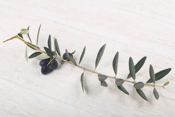 Olive branch met bessen — Stockfoto