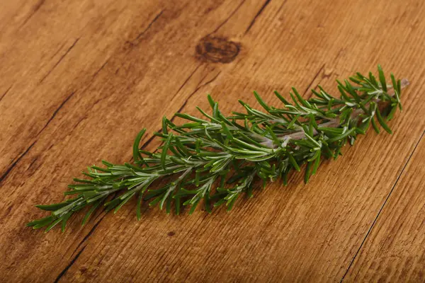 Grüner Rosmarinzweig — Stockfoto