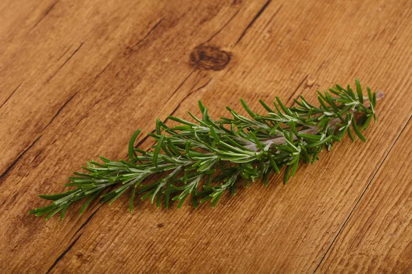 Grüner Rosmarinzweig — Stockfoto