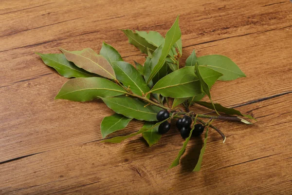 Frische Lorbeerblätter — Stockfoto