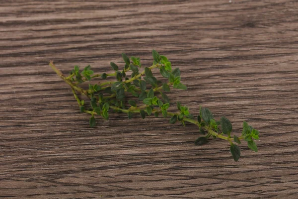 Groene tijmtakje — Stockfoto