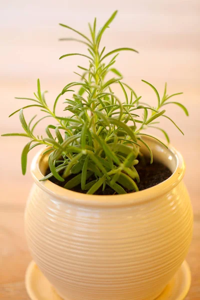 Fresh Rosemary in pot — Stock Photo, Image