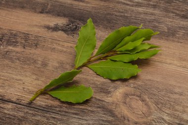Şube üzerinde yeşil defne yaprakları