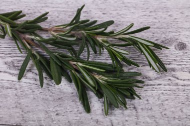 Taze yeşil Rosaemary şube