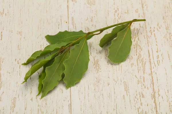 Groene laurierblaadjes op de tak — Stockfoto