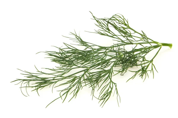 Fresh green dill herb branch — Stock Photo, Image