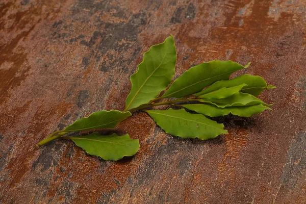 Şube üzerinde yeşil defne yaprakları — Stok fotoğraf