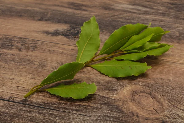 Grüne Lorbeerblätter Auf Dem Zweig Zum Kochen — Stockfoto